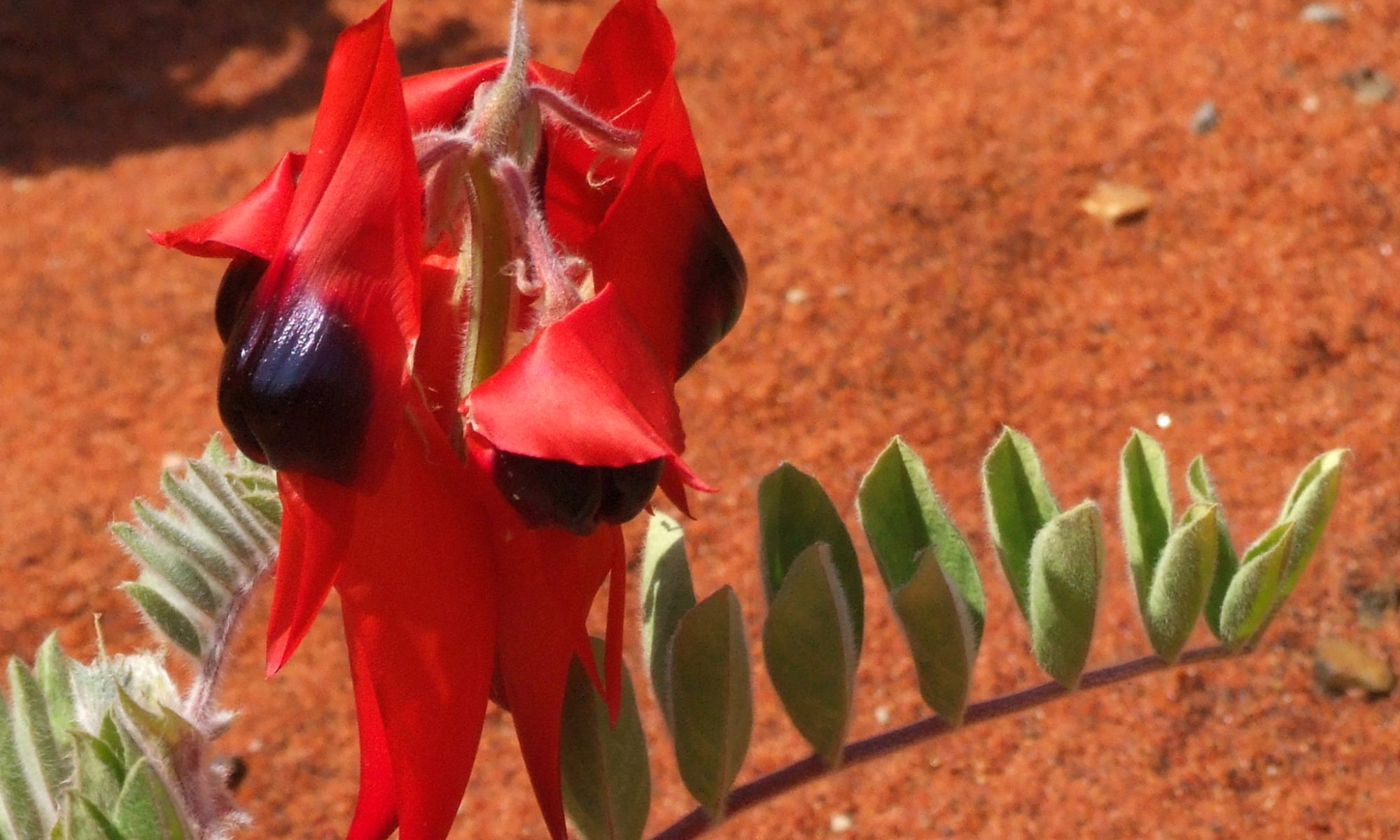 Fiore australiano che aiuta a trasformare e lasciare andare traumi, dolore, tristezza e ferite profonde anche del passato